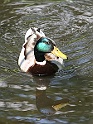 BUGA Schwerin   105